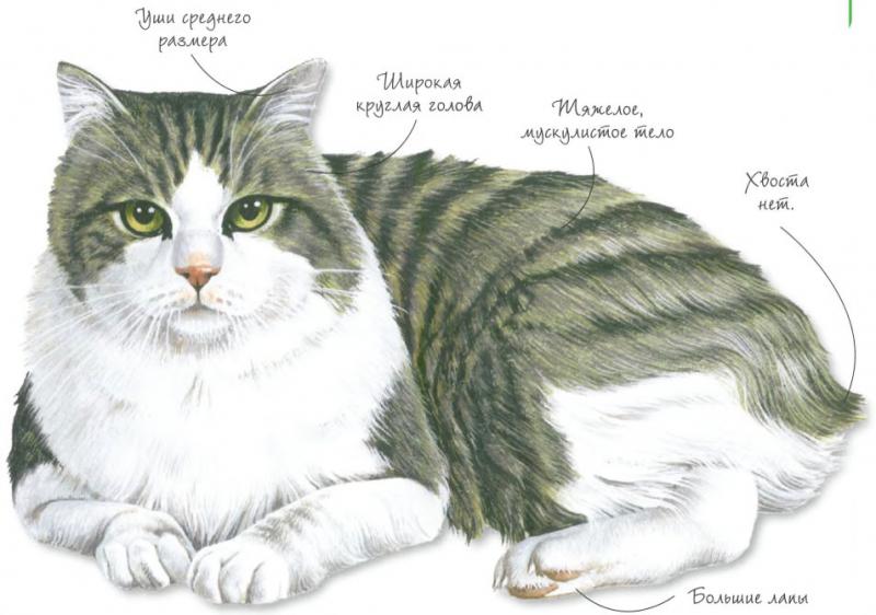 Рисунок кошки породы Кимрик