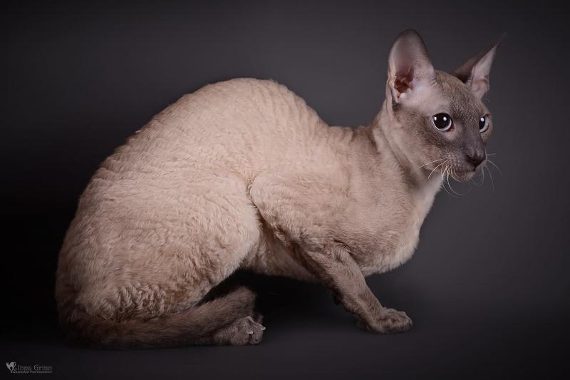 Фотография кошки породы Корниш-рекс
