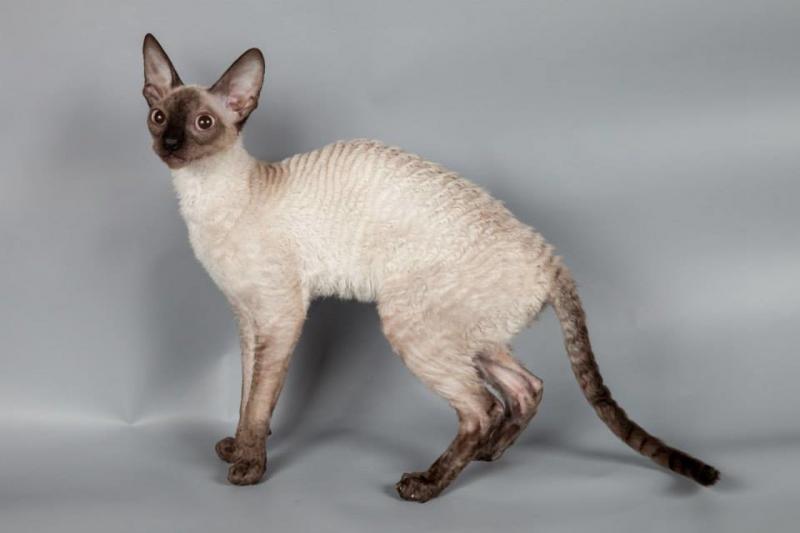 Внешний вид кошки породы Корниш-рекс
