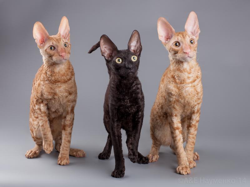 Фотография кошек породы Корниш-рекс