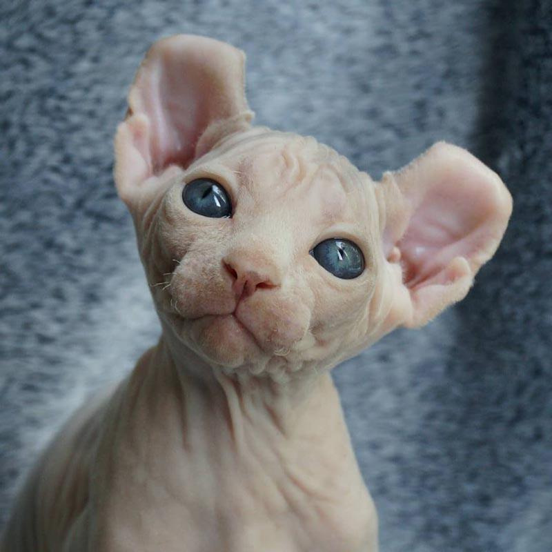 Уши кошки породы Кошка Эльф