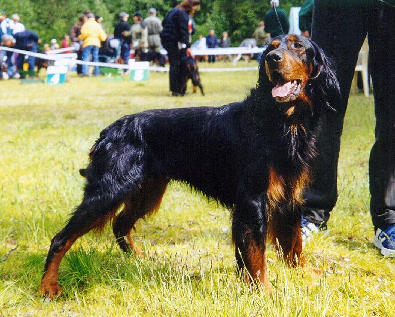 Фото собаки породы Сеттер-Гордон (Шотландский сеттер)