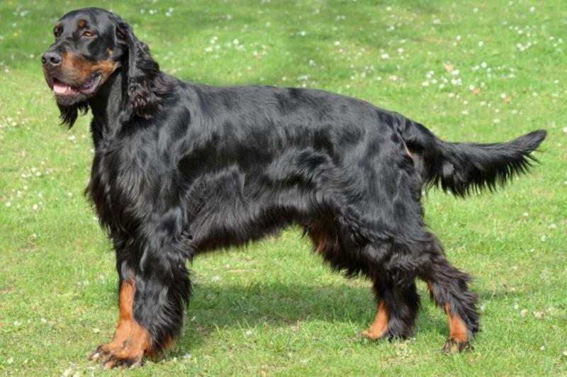 Собака породы Сеттер-Гордон (Шотландский сеттер)