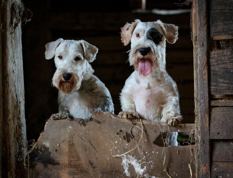Фотография собак породы Силихем-терьер