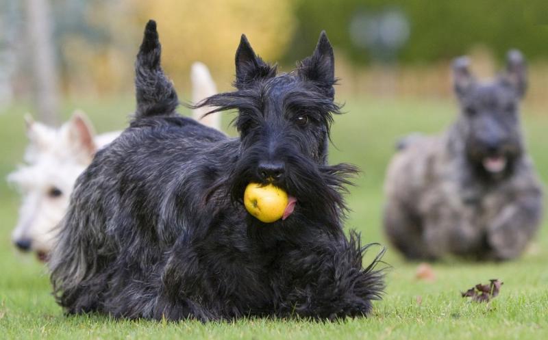 Фотография собаки породы шотландский терьер