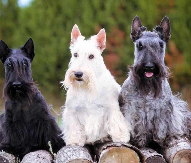 Фотография собак породы Скотч-терьер (шотландский терьер)