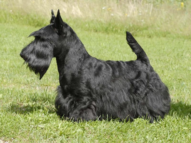 Фото собаки породы Скотч-терьер (шотландский терьер)