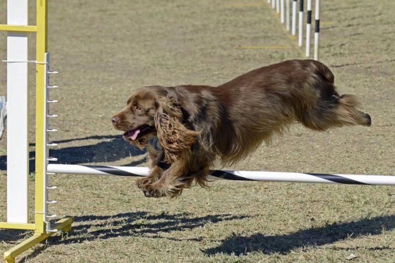 Собака породы Суссекс-спаниель прыгает через барьер
