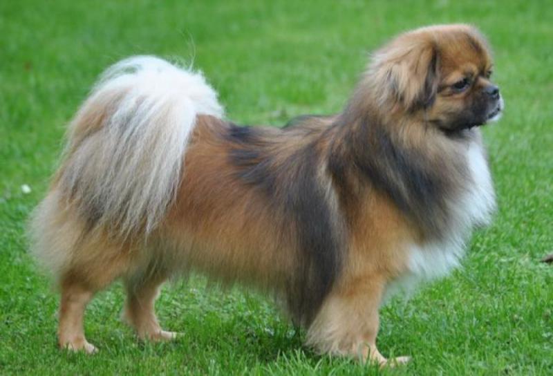 Собака породы Тибетский спаниель
