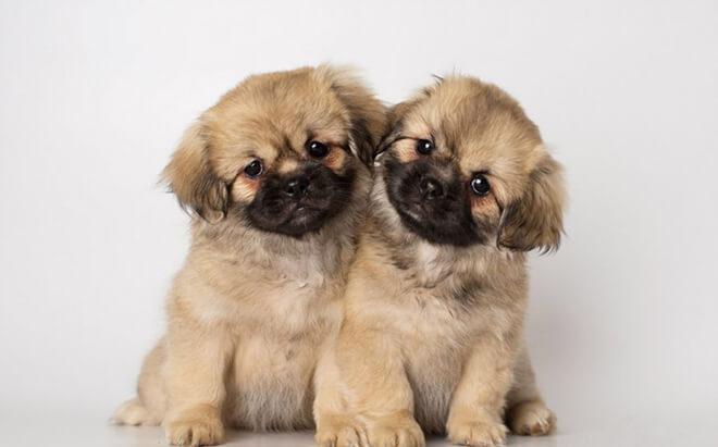Два щенка породы Тибетский спаниель