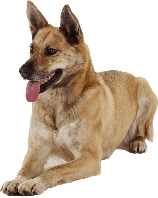 Ханаанская собака - особенности породы, стандарты, правила содержания, здоровье и уход Ханаанская собака: порода, стандарты, содержание, здоровье и уход