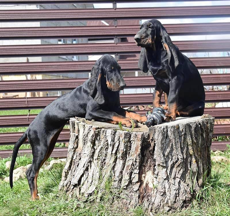 Фото собак породы Черно-подпалый кунхаунд (Американская енотовая гончая)