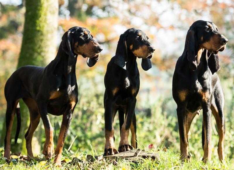 Фотография собак породы Черно-подпалый кунхаунд (Американская енотовая гончая)
