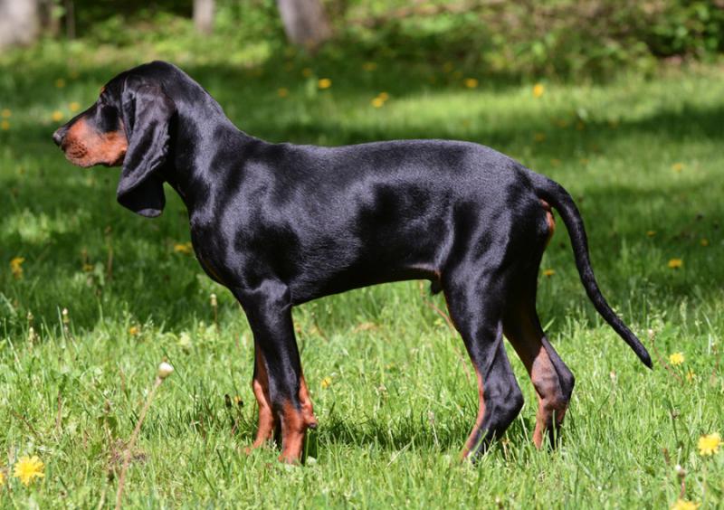 Фото собаки породы Черно-подпалый кунхаунд