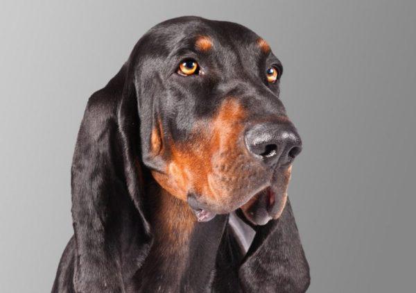 Голова собаки породы Черно-подпалый кунхаунд (Американская енотовая гончая)