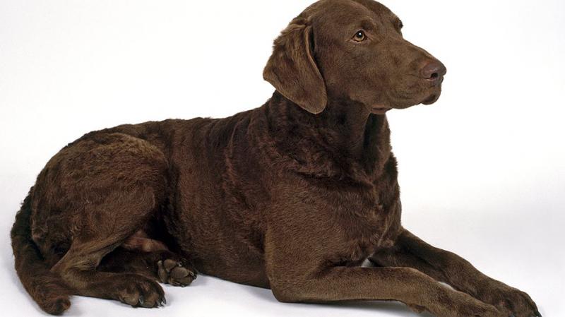 Фотография собаки породы Чесапик бей-ретривер
