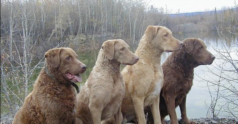 Фотография собак породы Чесапик бей-ретривер