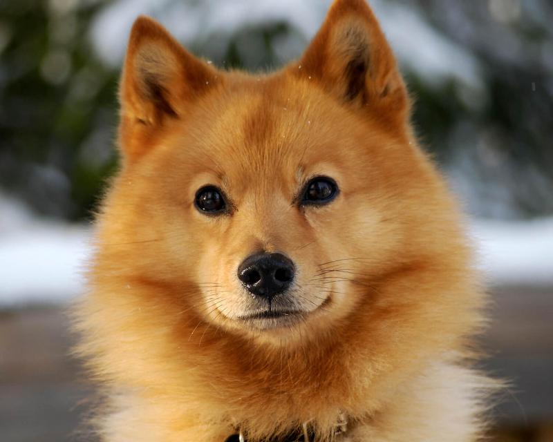 Голова собаки породы Финский шпиц