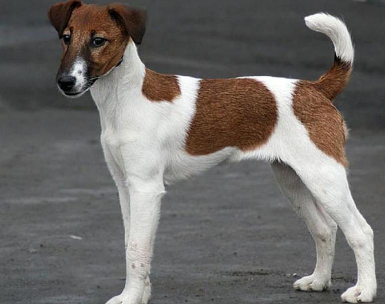 Собаки, похожие на лису — породы с фото и описанием