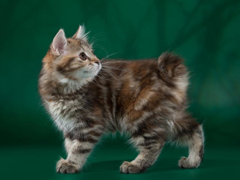 Фотография котенка породы Курильский бобтейл