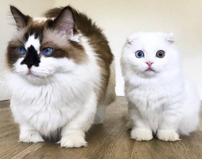 Окрасы кошки породы Манчкин