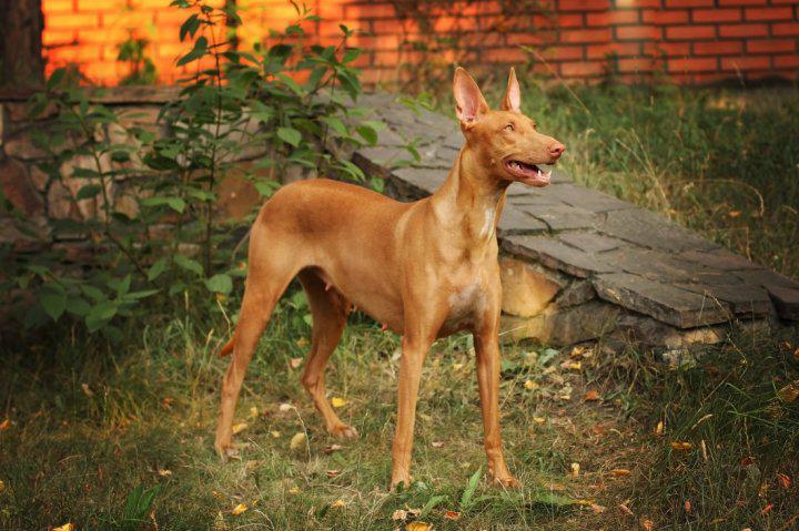Фото собаки породы Фараонова собака
