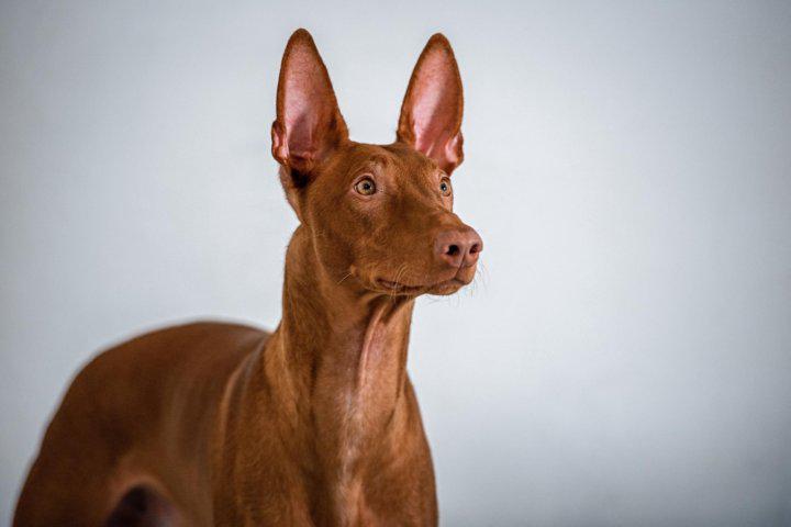 Фотография собаки породы Фараонова собака