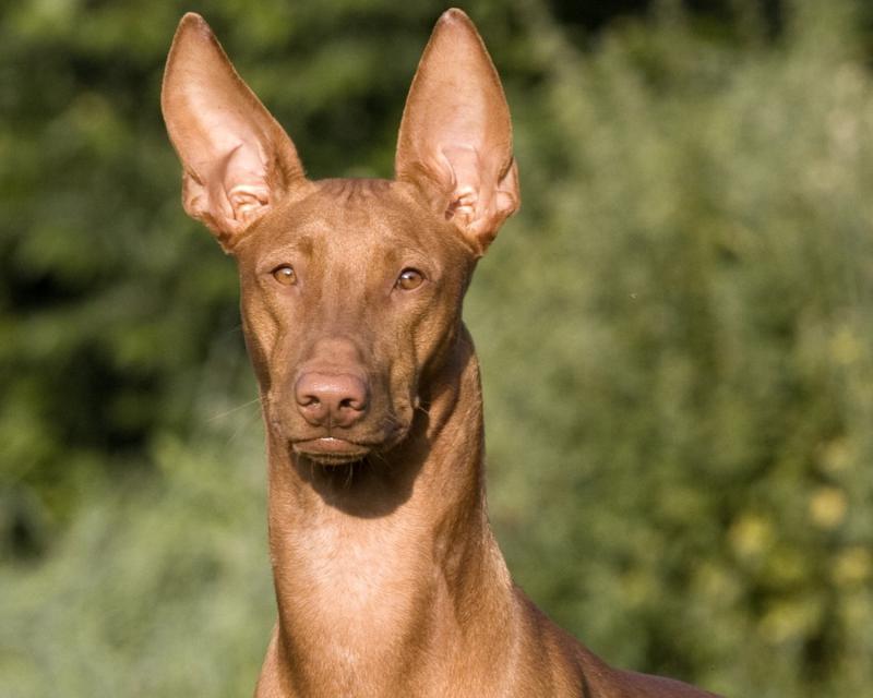 Голова и уши собаки породы Фараонова собака