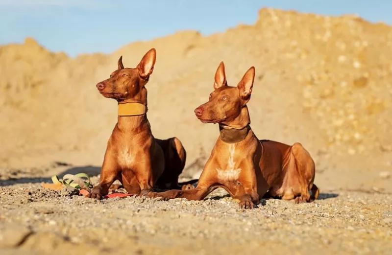 На фотографии две собаки породы Фараонова собака