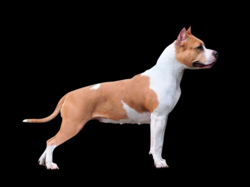 Фотография собаки породы Американский стаффордширский терьер