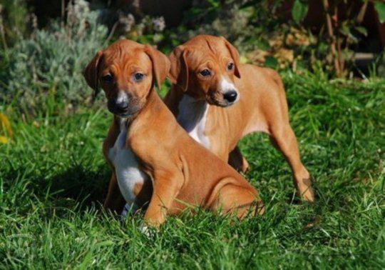 Фотография двух щенков породы Азавак