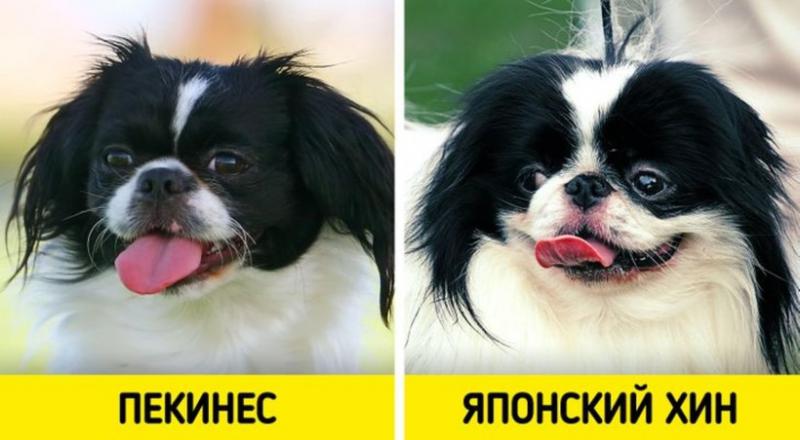 ТОП-15 собак, похожих на хаски – фото и обзор пород