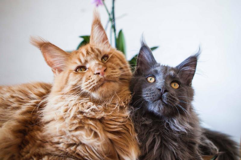Фотография двух кошек породы Мейн-кун
