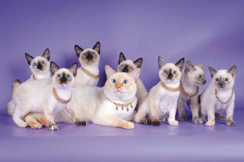 Фотография кошек породы Меконгский бобтейл