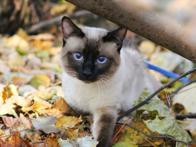 Кошка меконгский бобтейл
183