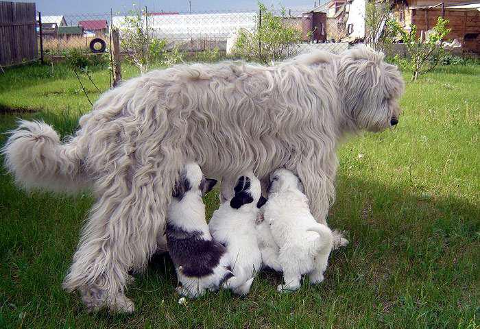 Щенки породы Южнорусская овчарка с мамой