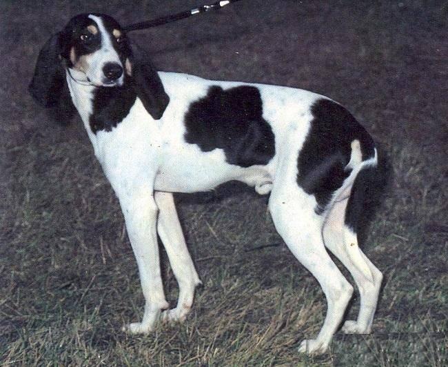 Фотография собаки породы Арьежская гончая