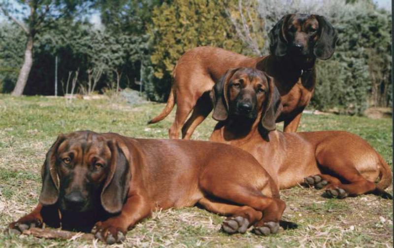 Фотография собак породы Баварская горная гончая