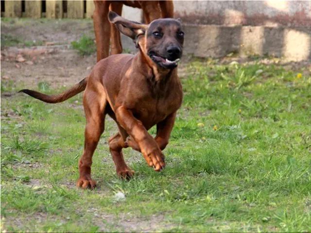 Фото собаки породы Баварская горная гончая