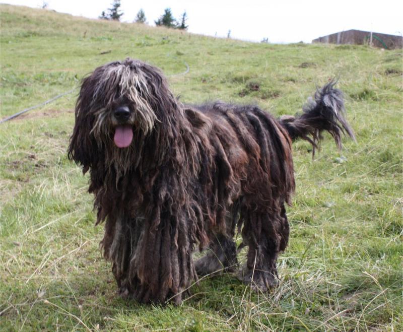 Фото собаки породы Бергамская овчарка