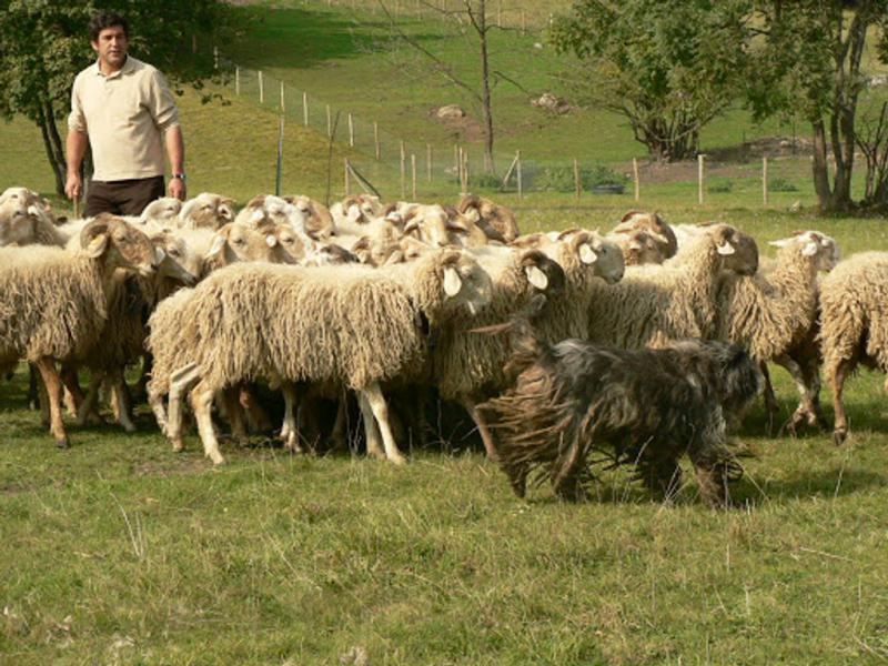 Бергамская овчарка пасет овец