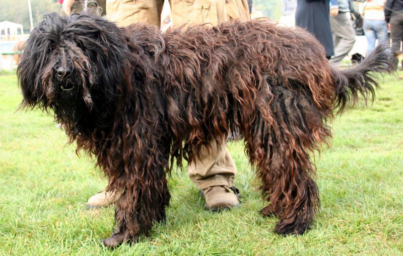 Собака породы Бергамская овчарка