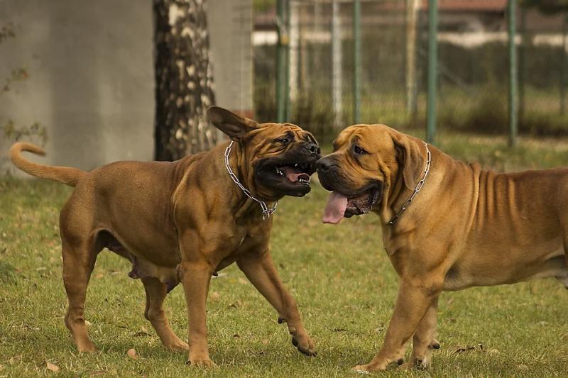 Фотография собак породы Бурбуль