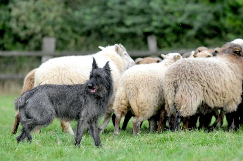 Арденнский бувье пасет овец
