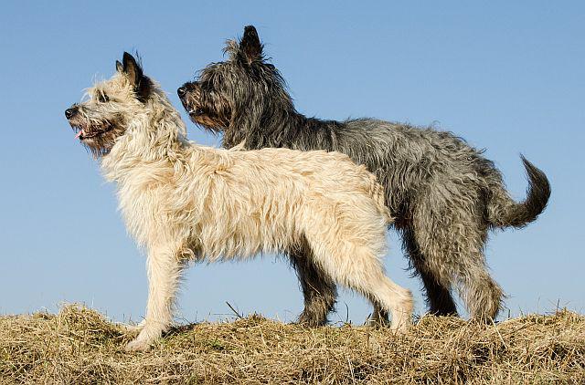 Фотография собак породы Арденнский бувье
