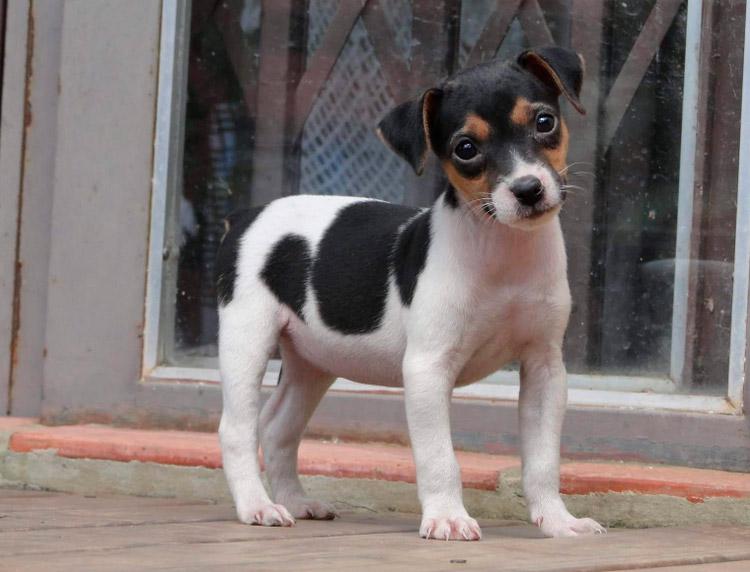 Фото щенка породы бразильский терьер