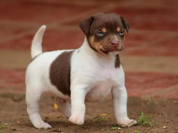 Фотография щенка породы бразильский терьер