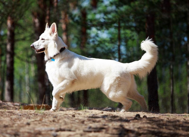 Фото собаки Белая швейцарская овчарка