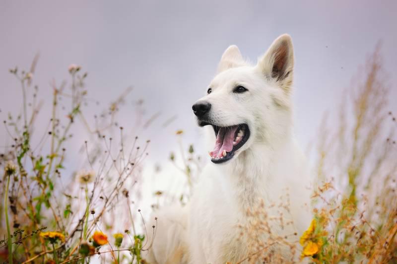Фотография собаки Белая швейцарская овчарка