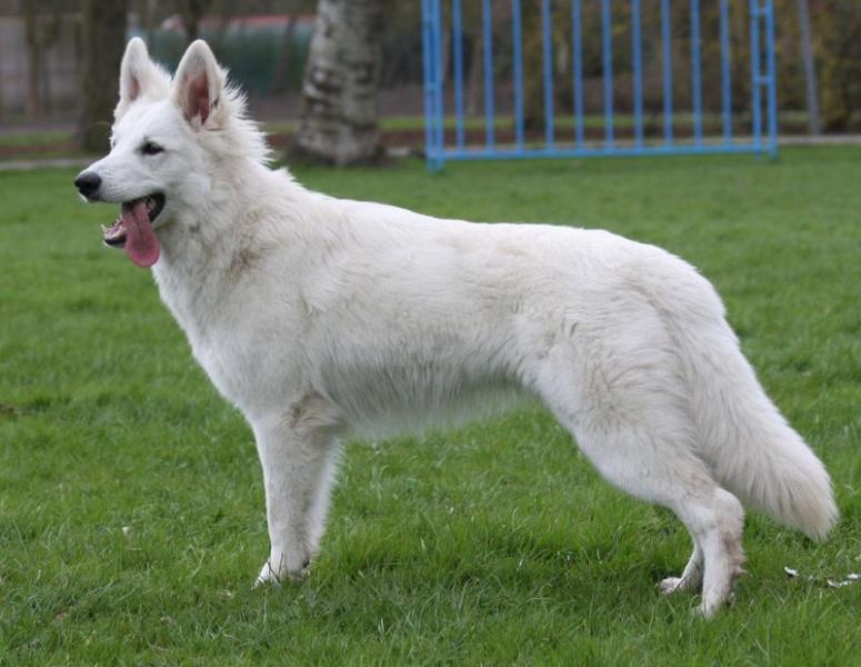 Фотография собаки породы Белая швейцарская овчарка